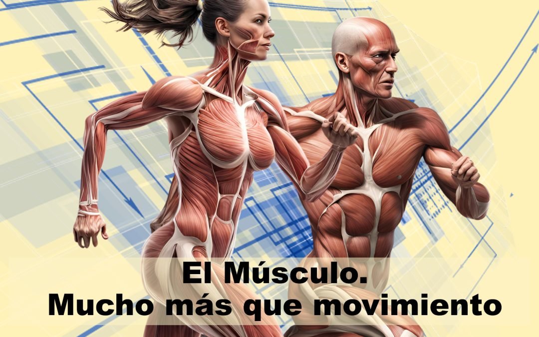 Músculo y salud. El músculo mucho más que movimiento