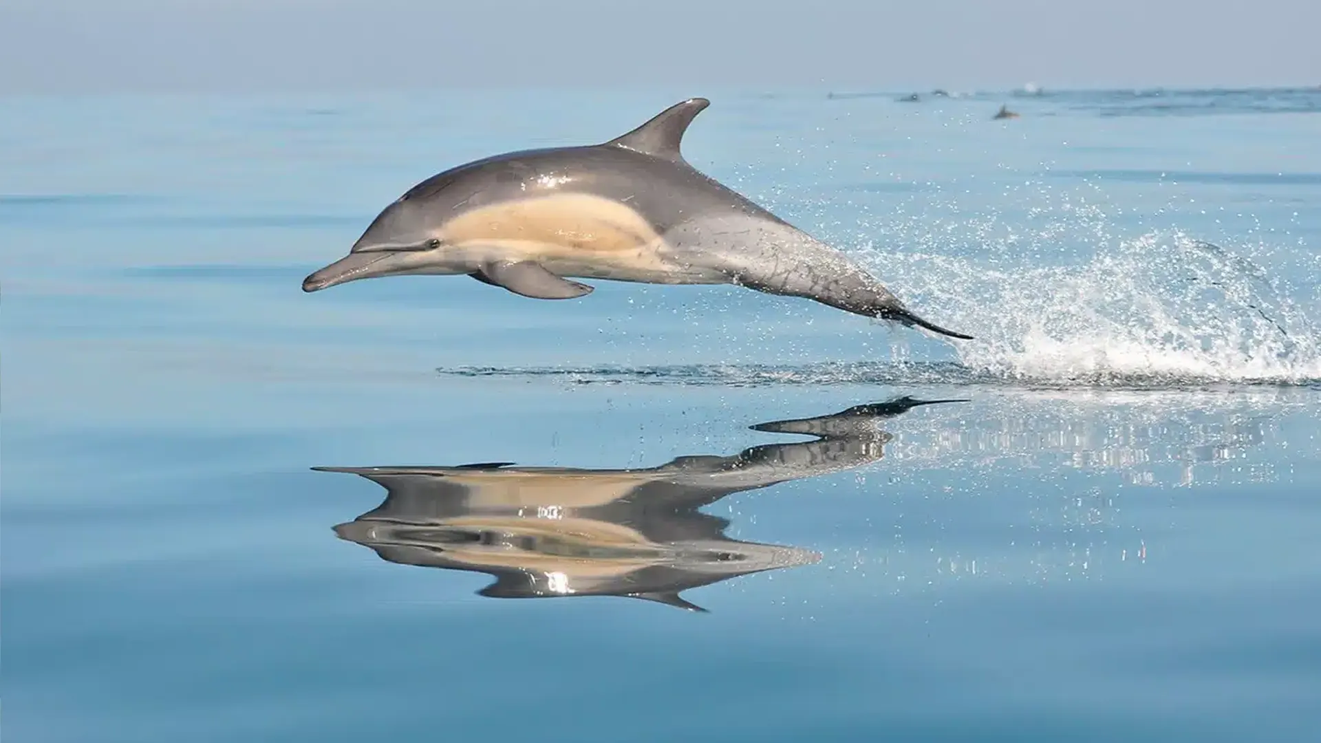 delfines